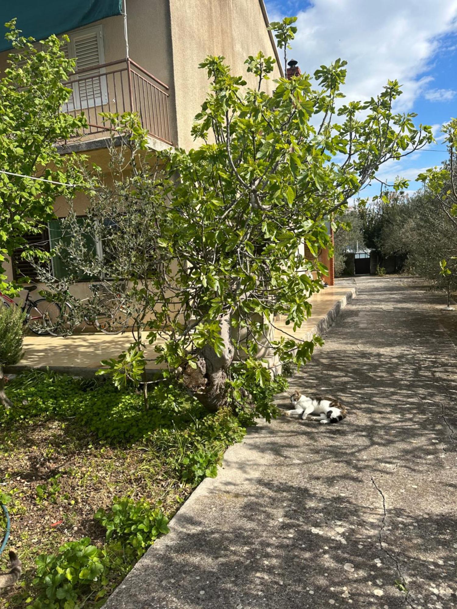 Apartments Vala Betina (Sibenik-Knin) Exterior foto